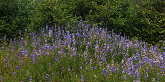 A field of purple lupine flowers in full bloom, surrounded by lush green foliage and trees in the background. The scene is vibrant and natural, showcasing a dense cluster of wildflowers.