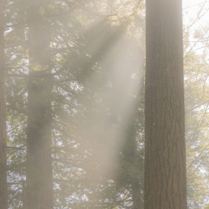 Sunlight streaming through tall trees in a forest, creating a soft, misty effect with visible rays of light. The scene is serene and atmospheric, with a focus on the texture of the tree trunks and the interplay of light and shadow.